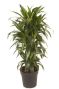 Dracaena fragrans lisa
