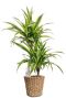 Dracaena im korb