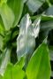 Monstera Siltepecana