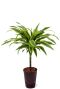 Dracaena lemon lime hydrokulturpflanze