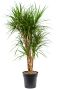 Scindapsus Treubii Dark plant