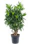 Dracaena reflexa zimmerpflanze