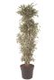 Dracaena white jewel kamerplant