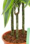 Dracaena met drie stammen