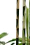 Monstera Siltepecana