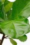 Alocasia Branchifolia Pink Passion blad