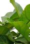Syngonium Pink Splash