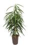 Ficus alii hydrokulturpflanze