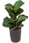 Ficus lyrata bambino hydrokulturpflanze