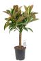 Ficus melany zimmerpflanze auf stamm