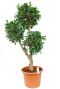 Ficus Nitida