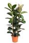 Gross ficus pflanze