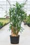 Grote dracaena ulises hydro