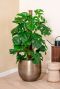 Grote kamerplant monstera in pot