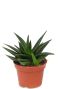 Haworthia pentagona sukkulente