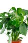 Philodendron monstera blatt