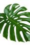 Monstera Siltepecana