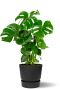 Monstera in antraciet greenville