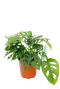 Monstera obliqua - Monkey Mask