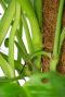 Monstera obliqua monkey plant