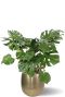 Monstera pflanze im topf