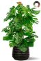 Monstera plant in zwarte pot