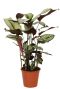Calathea Whitestar Pfeilwurze