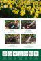 Narcissus fragrant mix instructie