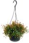 Peperomia pepperspot Hängepflanze