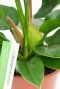 blatt Philodendron 