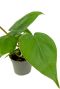 Philodendron-scandens-closeup