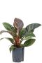 Philodendron imperial red hydrokulturpflanze