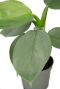 Philodendron silver dust blatt