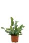Phlebodium blue star fern