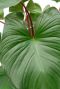 Syngonium Pink Splash