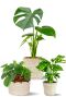 Planten in beige bloempot