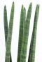 Sansevieria Straight