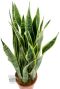 Sansevieria kamerplant laurentii