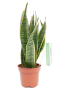 Sansevieria-Frauenzunge eine langlebige Zimmerpflanze