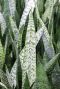 Syngonium Red Spot blad