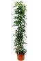 Schefflera arboricola Compacta