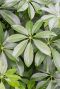 Epipremnum Pinnatum Global Green blad