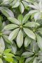 Scindapsus Treubii Dark plant