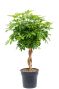 Schefflera Baum Zimmerpflanze