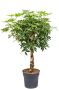 Schefflera boom plant