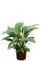 Spathiphyllum sensation hydrokulturpflanze