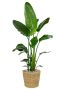 Monstera Siltepecana