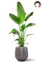 Alocasia Branchifolia Pink Passion blad