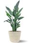 Strelitzia reginae in mand
