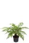 Dicksonia antartica Tasmanische Baumfarn